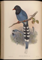 Urocissa caerulea